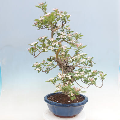 Vonkajší bonsai - Hloh klinovitý - Crataegus cuneata - 4