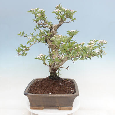 Vonkajší bonsai - Hloh klinovitý - Crataegus cuneata - 4