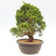 Vonkajšie bonsai - Juniperus chinensis Itoigawa-Jalovec čínsky - 4/5