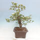 Vonkajší bonsai - Hloh klinovitý - Crataegus cuneata - 4/6