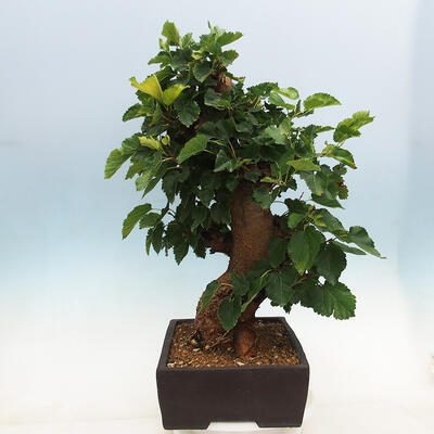 Vonkajšie bonsai -Morus albumy - moruše - 4