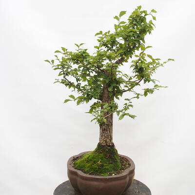 Vonkajší bonsai-Ulmus Glabra-Jílm tuhý - 4