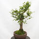 Vonkajší bonsai-Ulmus Glabra-Jílm tuhý - 4/5