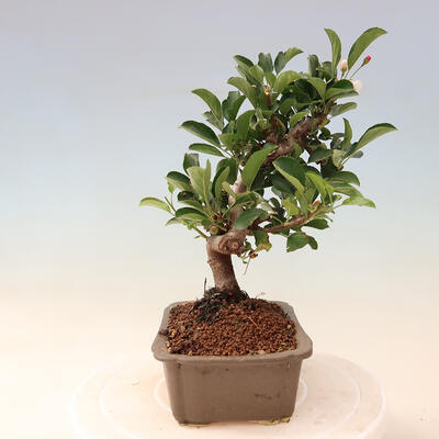 Vonkajší bonsai - Malus sergentiu - Maloplodá jabloň - 4