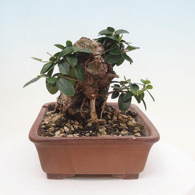 Izbová bonsai - Olea europaea sylvestris -Oliva evropská drobnolistá - 4