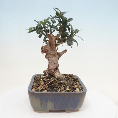 Izbová bonsai - Olea europaea sylvestris -Oliva evropská drobnolistá - 4