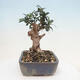 Izbová bonsai - Olea europaea sylvestris -Oliva evropská drobnolistá - 4/7