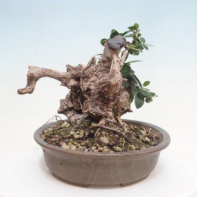 Izbová bonsai - Olea europaea sylvestris -Oliva evropská drobnolistá - 4