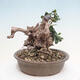 Izbová bonsai - Olea europaea sylvestris -Oliva evropská drobnolistá - 4/7