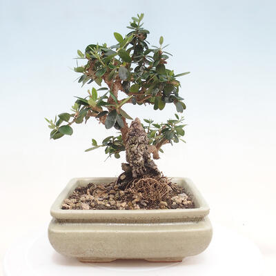 Izbová bonsai - Olea europaea sylvestris -Oliva evropská drobnolistá - 4