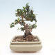 Izbová bonsai - Olea europaea sylvestris -Oliva evropská drobnolistá - 4/7