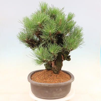 Vonkajšie bonsai - Pinus thunbergii corticosa - borovica korková - 4