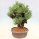 Vonkajšie bonsai - Pinus thunbergii corticosa - borovica korková - 4/4