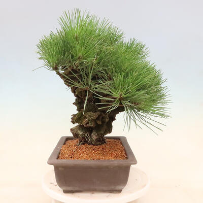 Vonkajšie bonsai - Pinus thunbergii corticosa - borovica korková - 4