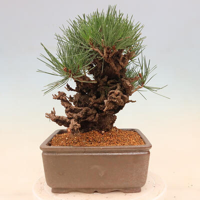 Vonkajšie bonsai - Pinus thunbergii corticosa - borovica korková - 4