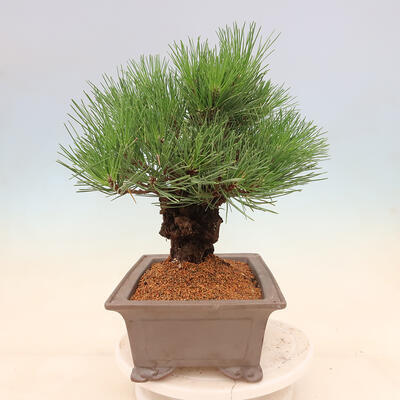 Vonkajšie bonsai - Pinus thunbergii corticosa - borovica korková - 4