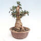 Izbová bonsai - Olea europaea sylvestris -Oliva evropská drobnolistá - 4/7