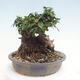 Izbová bonsai - Olea europaea sylvestris -Oliva evropská drobnolistá - 4/7