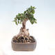 Izbová bonsai - Olea europaea sylvestris -Oliva evropská drobnolistá - 4/7