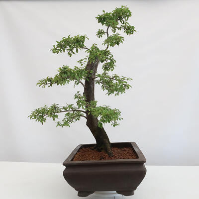 Vonkajšie bonsai - Prunus spinosa - trnka - 4