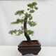 Vonkajšie bonsai - Prunus spinosa - trnka - 4/4