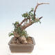 Izbová bonsai - Olea europaea sylvestris -Oliva evropská drobnolistá - 4/7