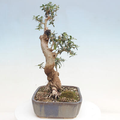 Izbová bonsai - Olea europaea sylvestris -Oliva evropská drobnolistá - 4