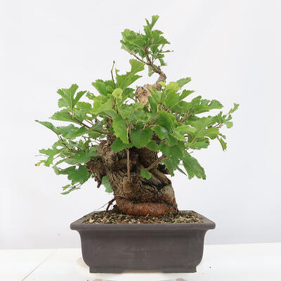 Vonkajšie bonsai -Morus albumy - moruše - 4