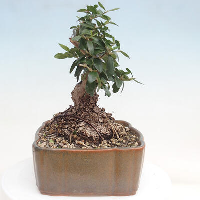 Izbová bonsai - Olea europaea sylvestris -Oliva evropská drobnolistá - 4