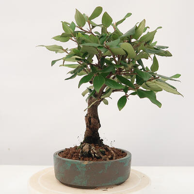 Vonkajšia bonsai-Kalina Bodnanská - Viburum carlesii - 4