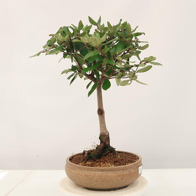 Vonkajšia bonsai-Kalina Bodnanská - Viburum carlesii - 4