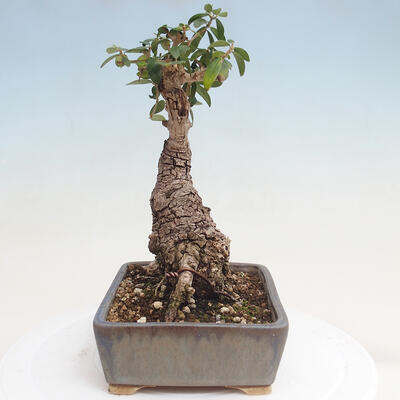 Izbová bonsai - Olea europaea sylvestris -Oliva evropská drobnolistá - 4