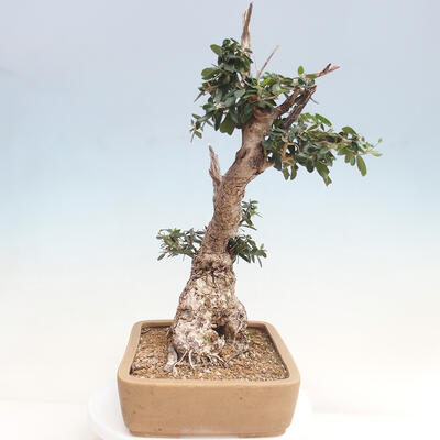 Izbová bonsai - Olea europaea sylvestris -Oliva evropská drobnolistá - 4