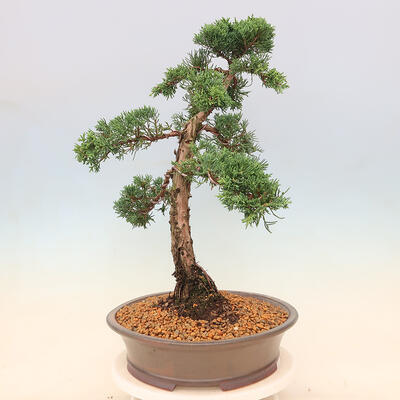 Vonkajšie bonsai - Juniperus chinensis Kishu -Jalovec čínsky - 4