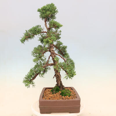 Vonkajšie bonsai - Juniperus chinensis Kishu -Jalovec čínsky - 4