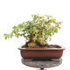 Vonkajší bonsai -Javor babyka - Acer campestre - 4/6