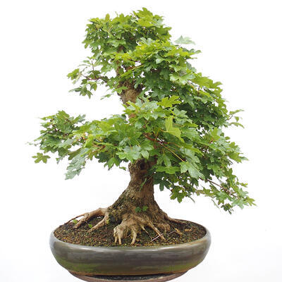 Vonkajší bonsai -Javor babyka - Acer campestre - 4
