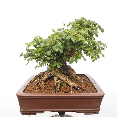 Vonkajší bonsai -Javor babyka - Acer campestre - 4