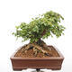 Vonkajší bonsai -Javor babyka - Acer campestre - 4/6