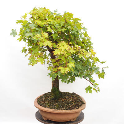 Vonkajší bonsai -Javor babyka - Acer campestre - 4