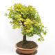 Vonkajší bonsai -Javor babyka - Acer campestre - 4/6