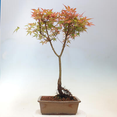 Javor dlanitolistý - Acer palmatum Beni Tsukasa - 4