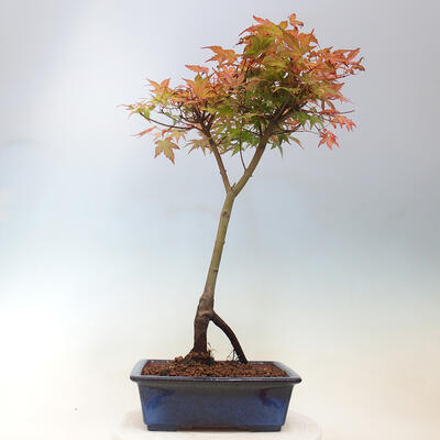 Javor dlanitolistý - Acer palmatum Beni Tsukasa - 4