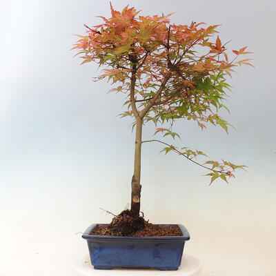 Javor dlanitolistý - Acer palmatum Beni Tsukasa - 4