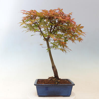 Javor dlanitolistý - Acer palmatum Beni Tsukasa - 4