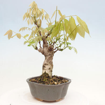 Vonkajšia bonsai - Vistarie kvetnatá - Wisteria floribunda - 4