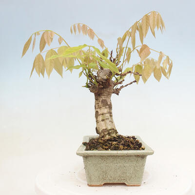 Vonkajšia bonsai - Vistarie kvetnatá - Wisteria floribunda - 4