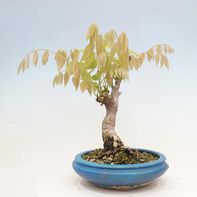 Vonkajšia bonsai - Vistarie kvetnatá - Wisteria floribunda - 4