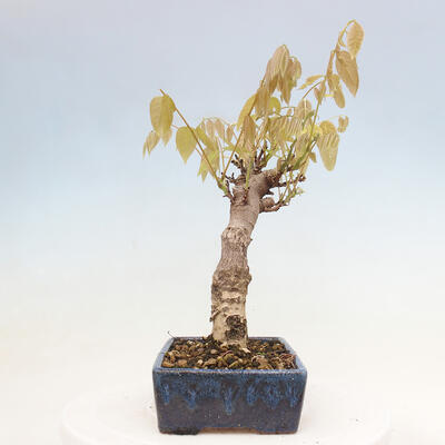 Vonkajšia bonsai - Vistarie kvetnatá - Wisteria floribunda - 4