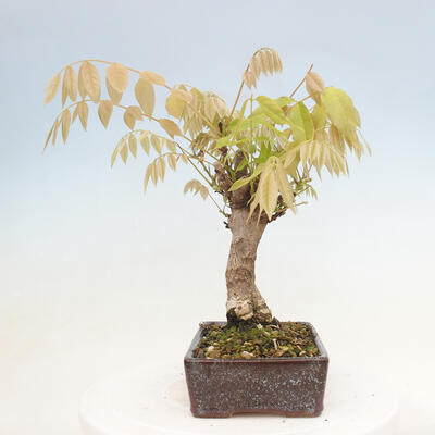 Vonkajšia bonsai - Vistarie kvetnatá - Wisteria floribunda - 4